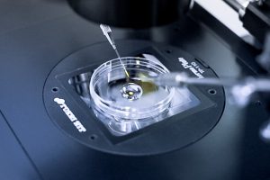 zapłodnienie in vitro w laboratorium